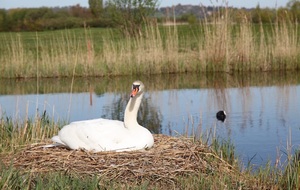 INTERCLUB AMIRAUTÉ : PRÉCISION…